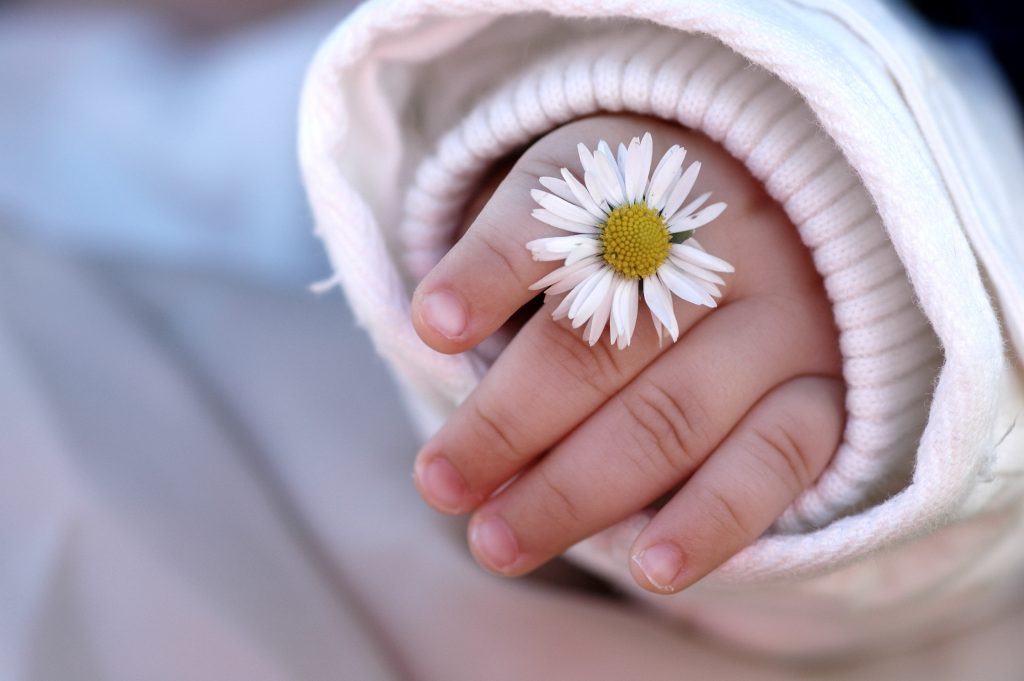 baby hand with daisy