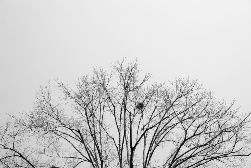 winter leafless tree