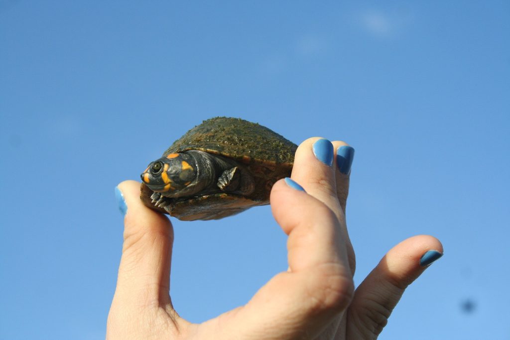 turtle between fingers