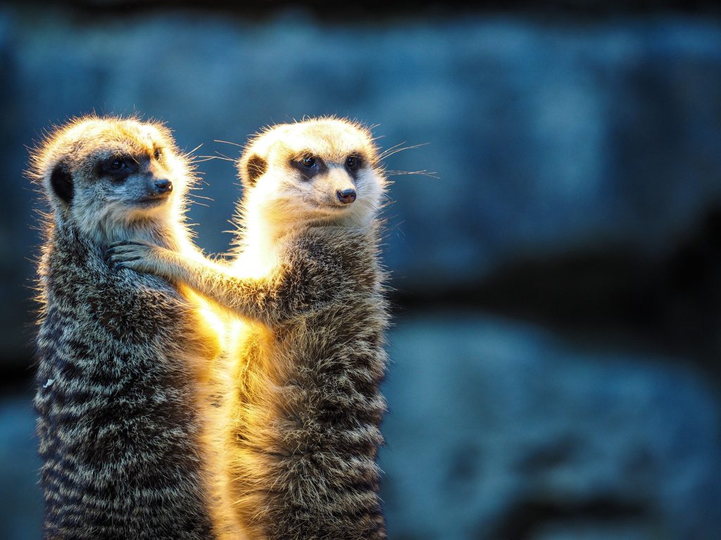 meerkat - friendship